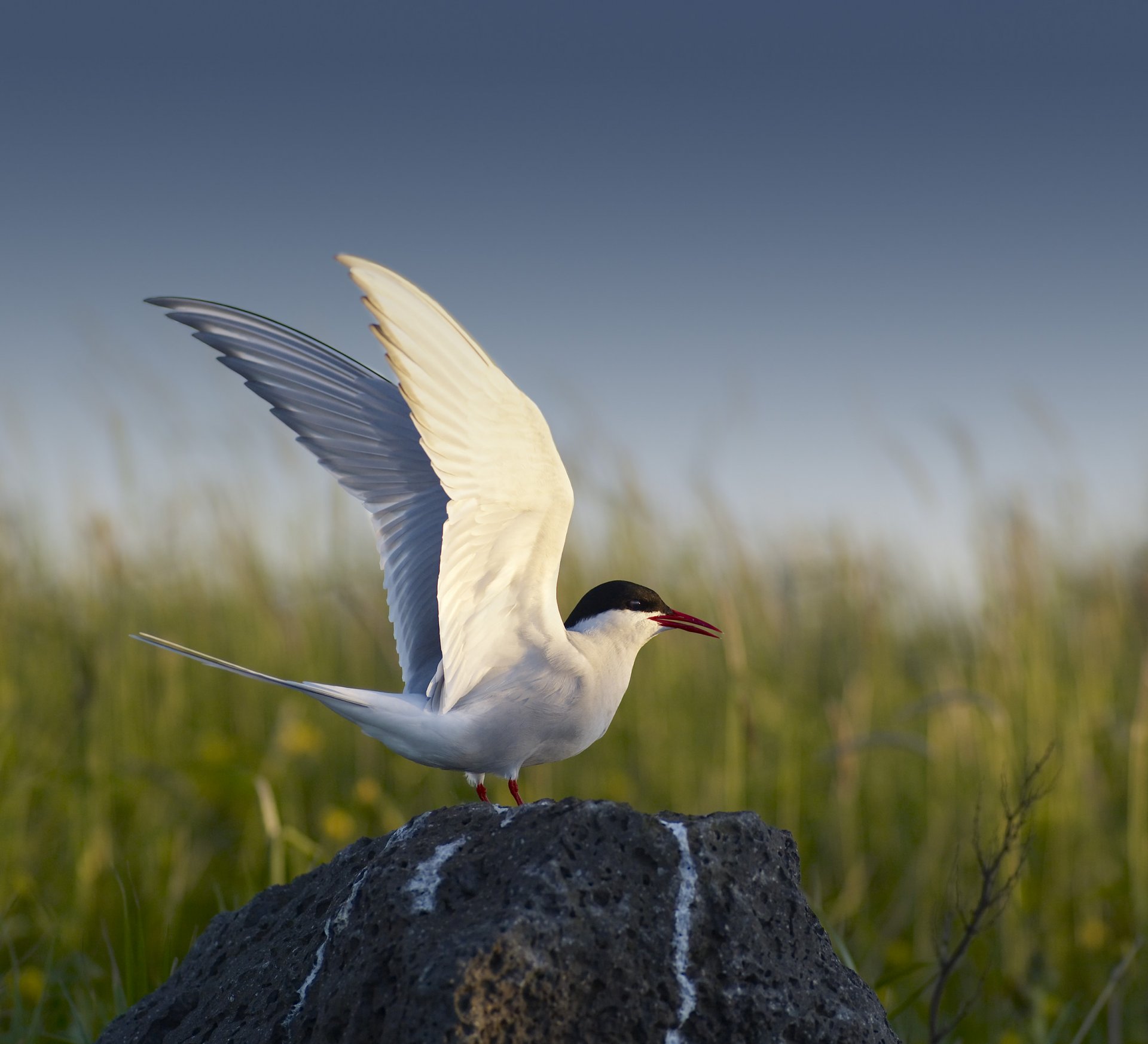 Photo: Ragnar Th. Sigurðsson - www.arctic-images.com