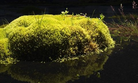 Mynd: ©Ragnar Th. Sigurðsson