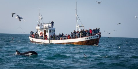 Whale watching is a popular activity in Iceland. Photo: Ragnar Th. Sigurðsson