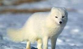 Refur