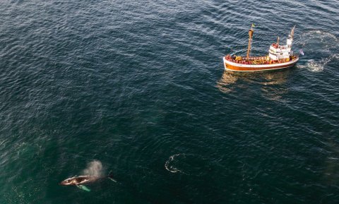 Mynd: Hvalaskoðun frá Húsavík / Íslandsstofa-visiticeland.com